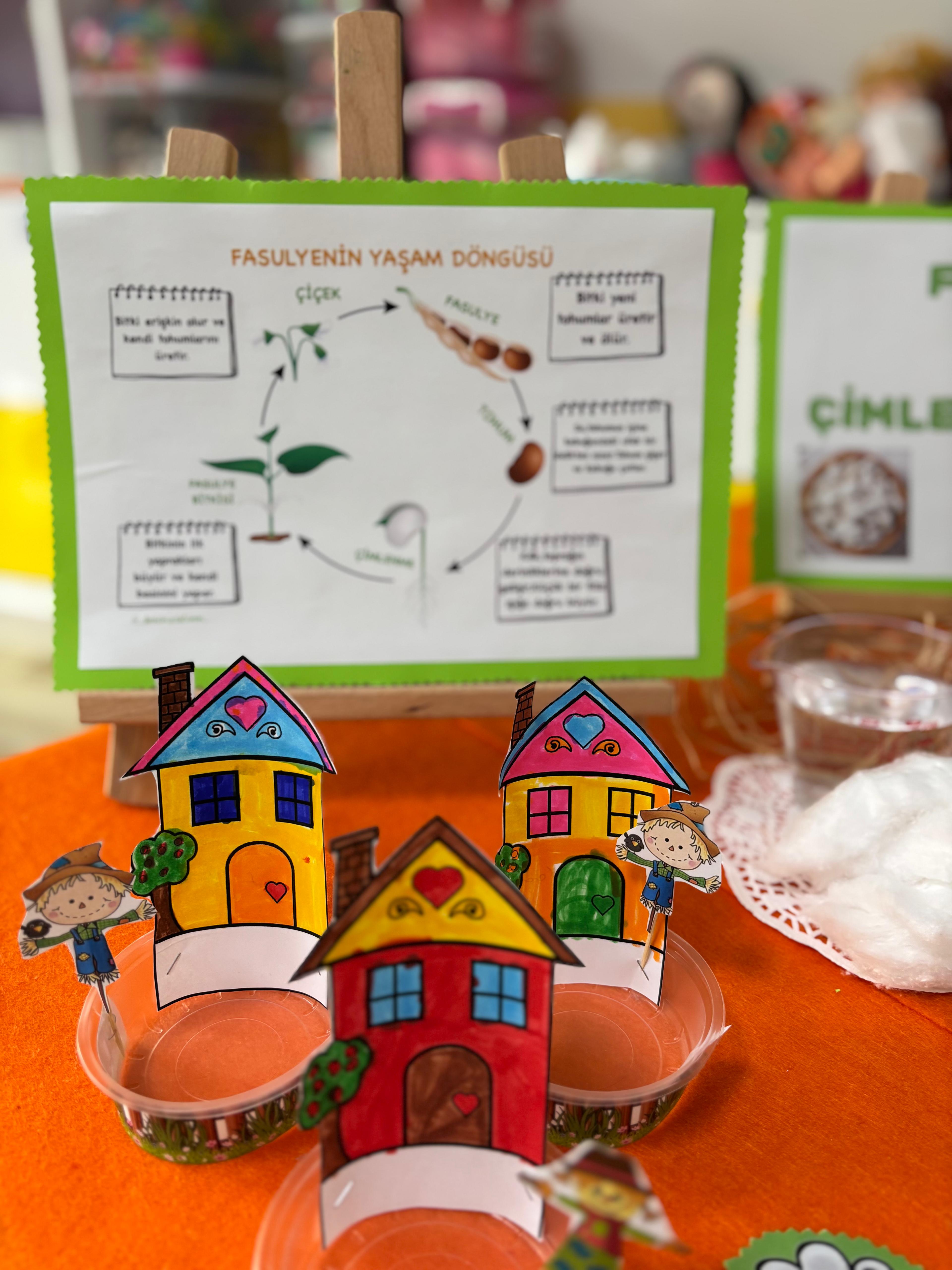 FASÜLYE ÇİMLENDİRME